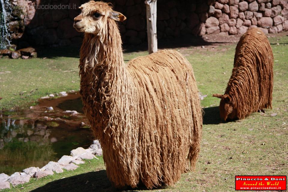 PERU - Alpaca - 3.jpg